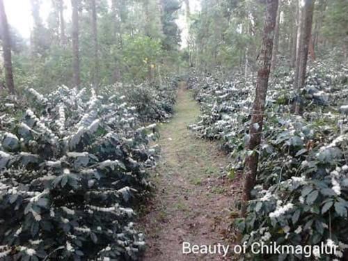 Samudrapur House | chikmagalurmalnadhomestay-8-1-4-7-4-8-0-5-2-3