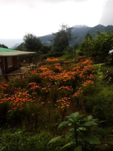 Mirik House | Dilpali Homestay
