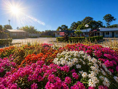 Casula Hotel | Jolly Knight Motel