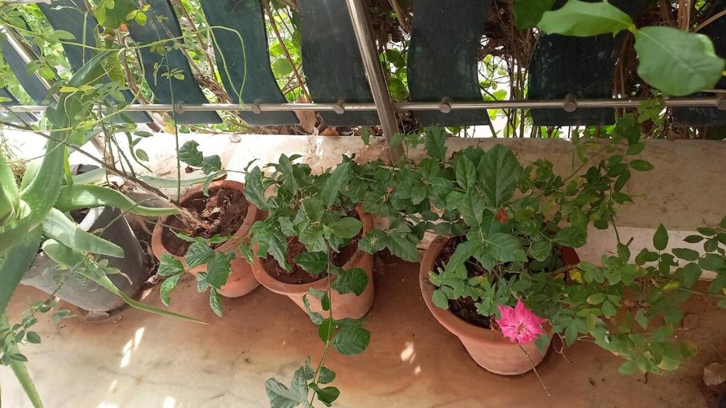 Bhuj Apartment | Raina's Home