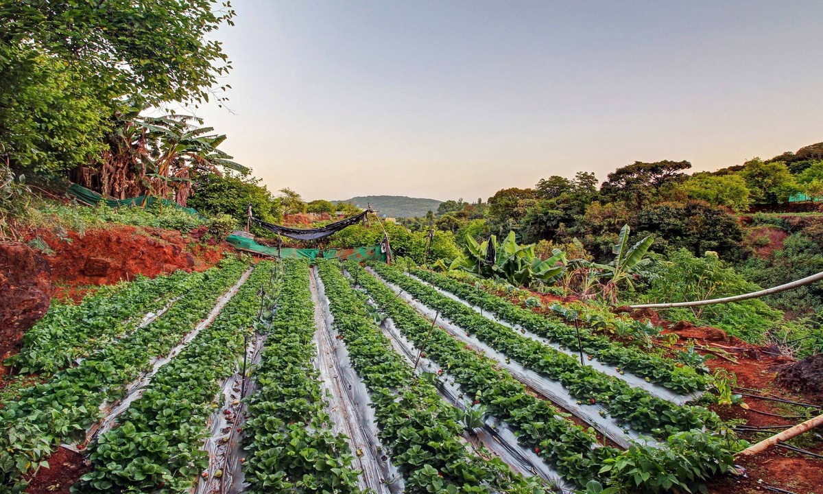 Mahabaleshwar Hotel | Treebo La Paradise
