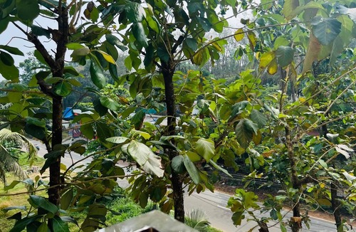 Todupulai Villa | JDMx Park Villa Thodupuzha for Families and Groups