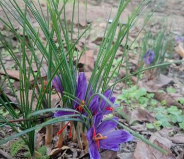 Binsar House | Mayoli Farm Stay