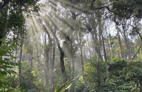 Udumbanchola House | Munnar Valley Cardamom Farm Stay