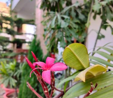 Jodhpur House | Nature Escape Villa