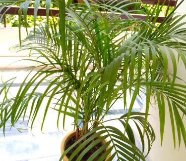 Varanasi Villa | Rani Villa Family HomeStay