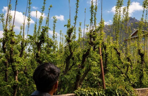 Nishat-Shalimar House | Shesh Bagh Kashmiri Villa near Mughal Gardens and Dal Lake
