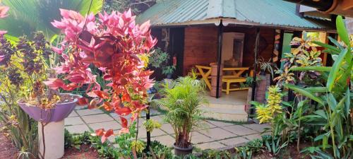 Anjuna Hostel | The Yuppi Hippi Beachpackers Hostel