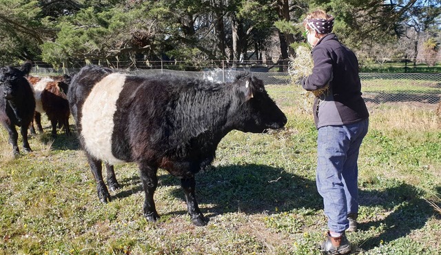 Beautiful historic sheep station - stunning outlook/bird watching - 2h from Syd