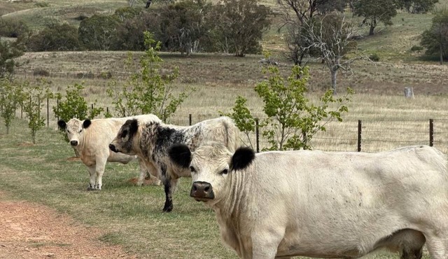 Farmstay Mudgee Region