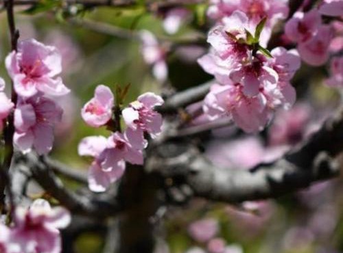 Himtal cottage