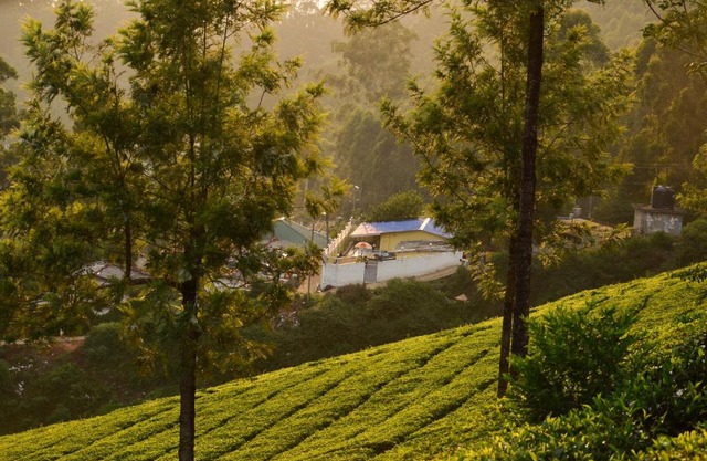 Munnar Valley 