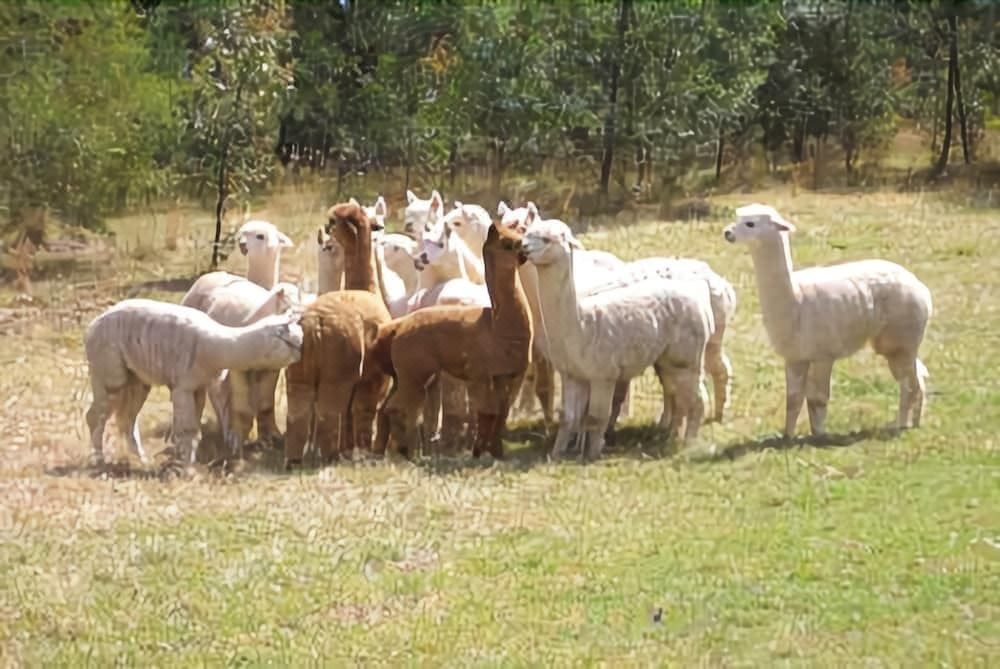 Photo of Others in Kurrajong Heights