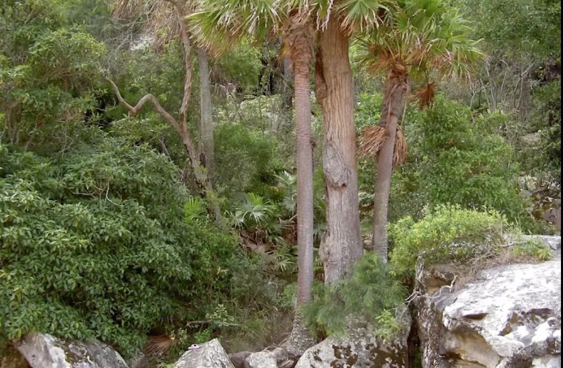 Photo of Outdoor in Currawong Beach