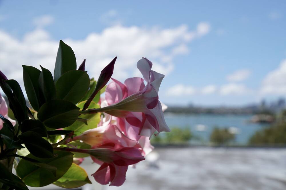 Photo of Others in Drummoyne
