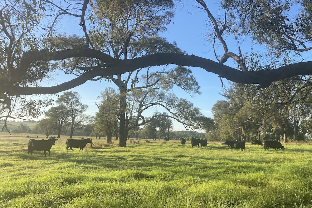 Photo of Outdoor in The Oaks