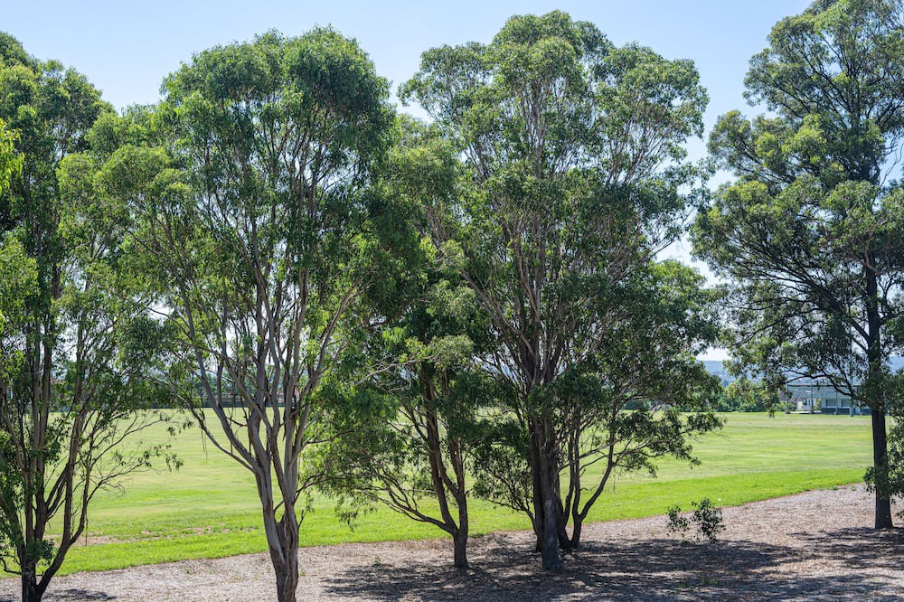 Photo of Outdoor in Acacia Gardens
