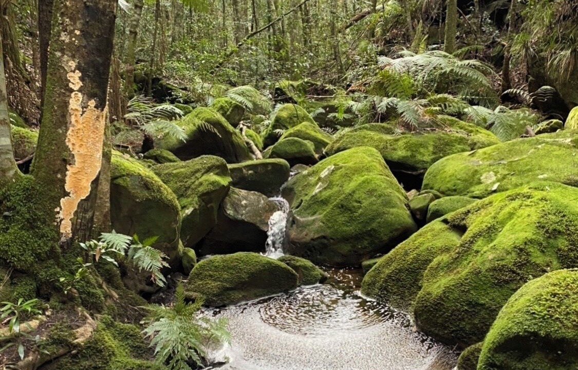 Photo of Outdoor in Wentworth Falls