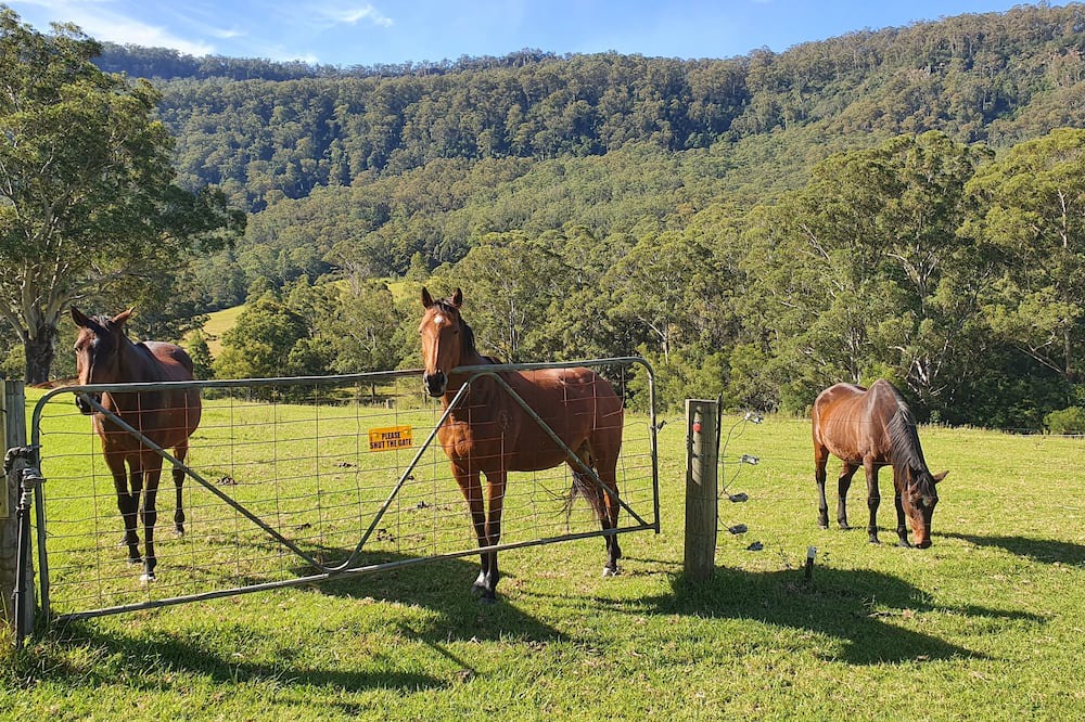 Photo of Others in Kangaroo Valley
