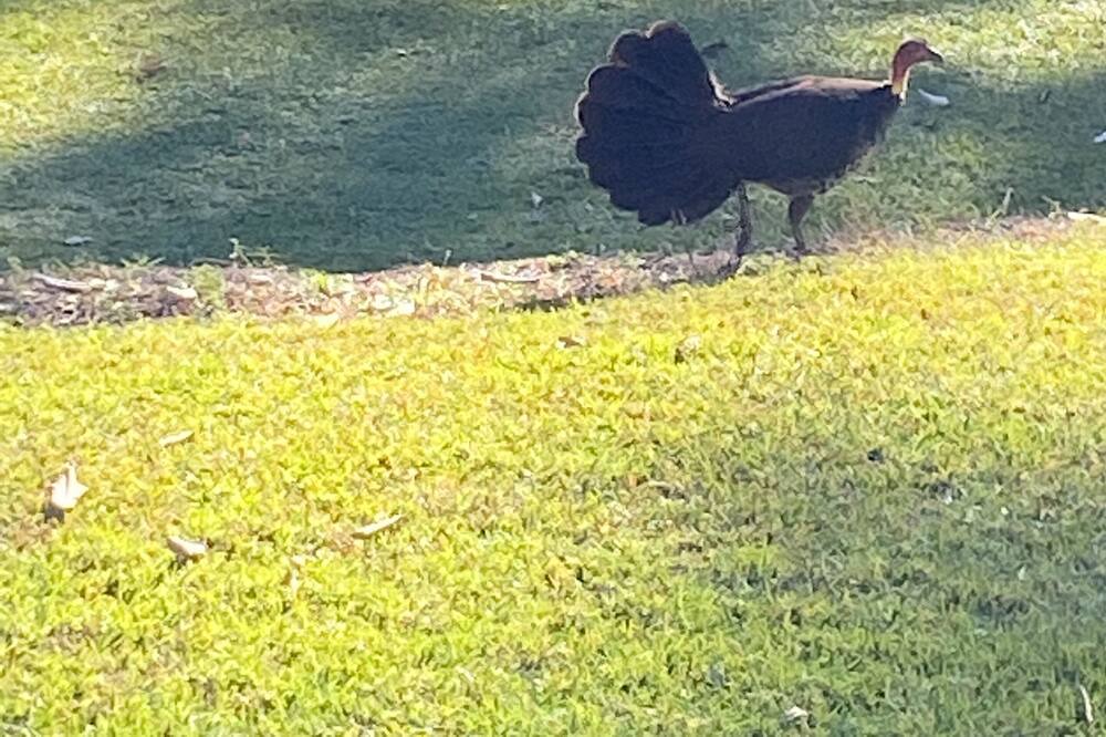 Photo of Others in Erina Heights