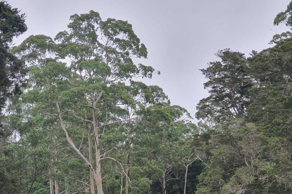 Photo of Outdoor in Erina Heights