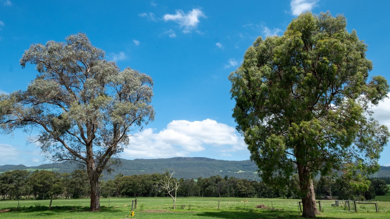 Photo of Others in Kangaroo Valley