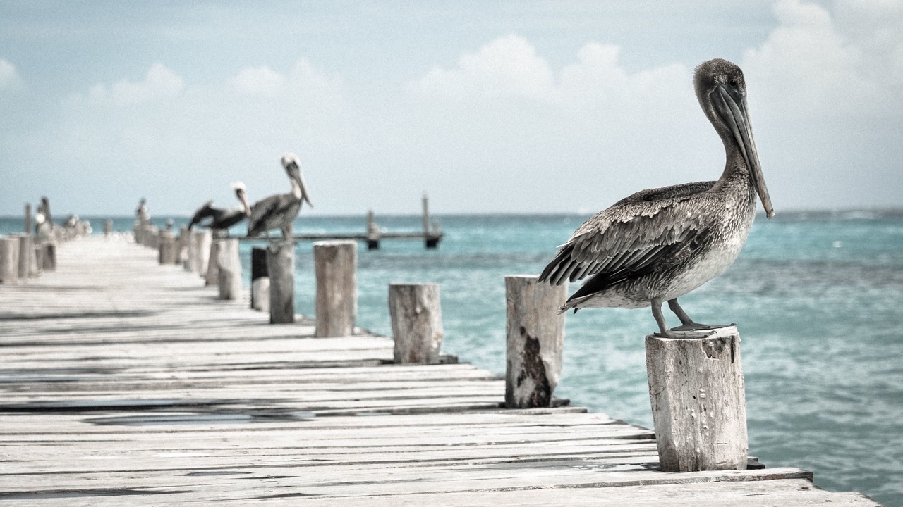 Photo of Others in Long Jetty