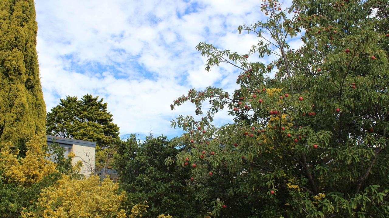 Photo of Outdoor in Blackheath