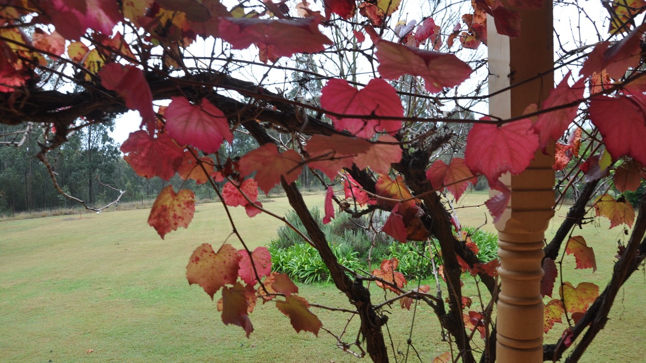 Photo of Outdoor in Pokolbin