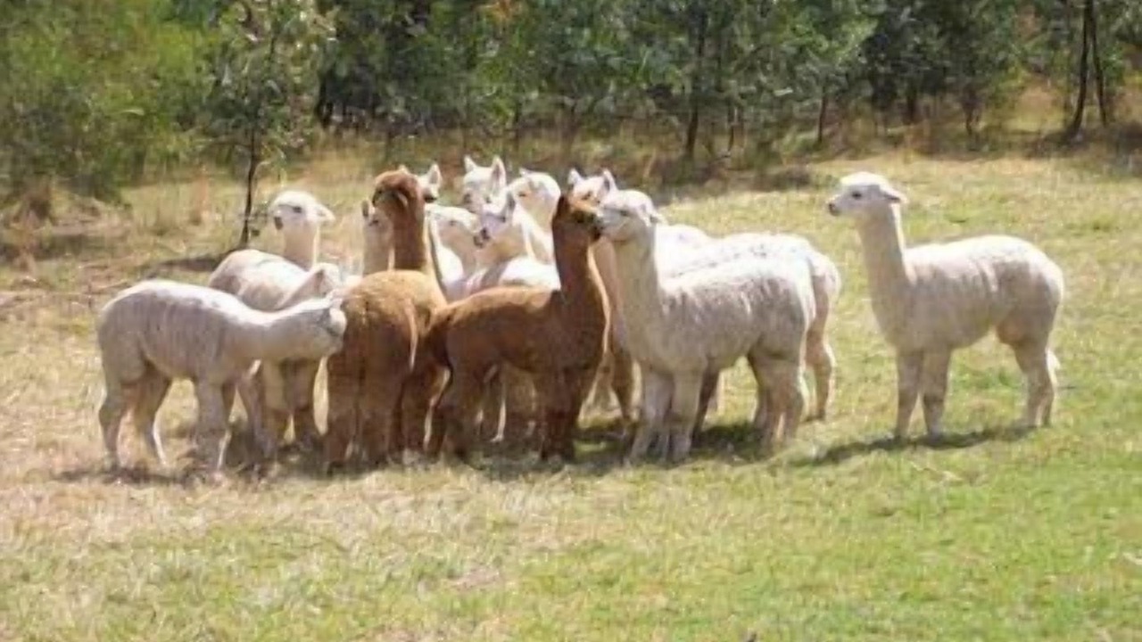 Photo of Others in Kurrajong Heights