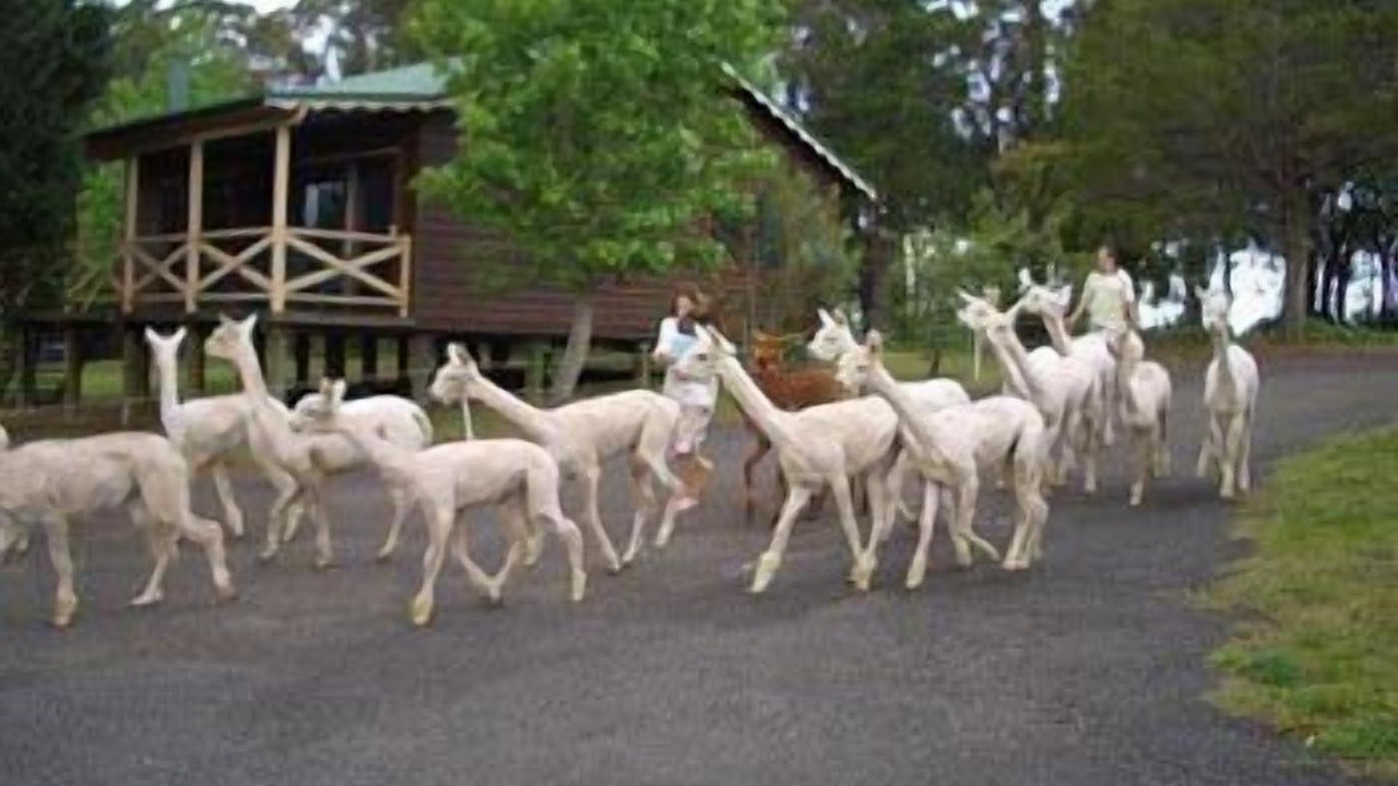 Photo of Others in Kurrajong Heights