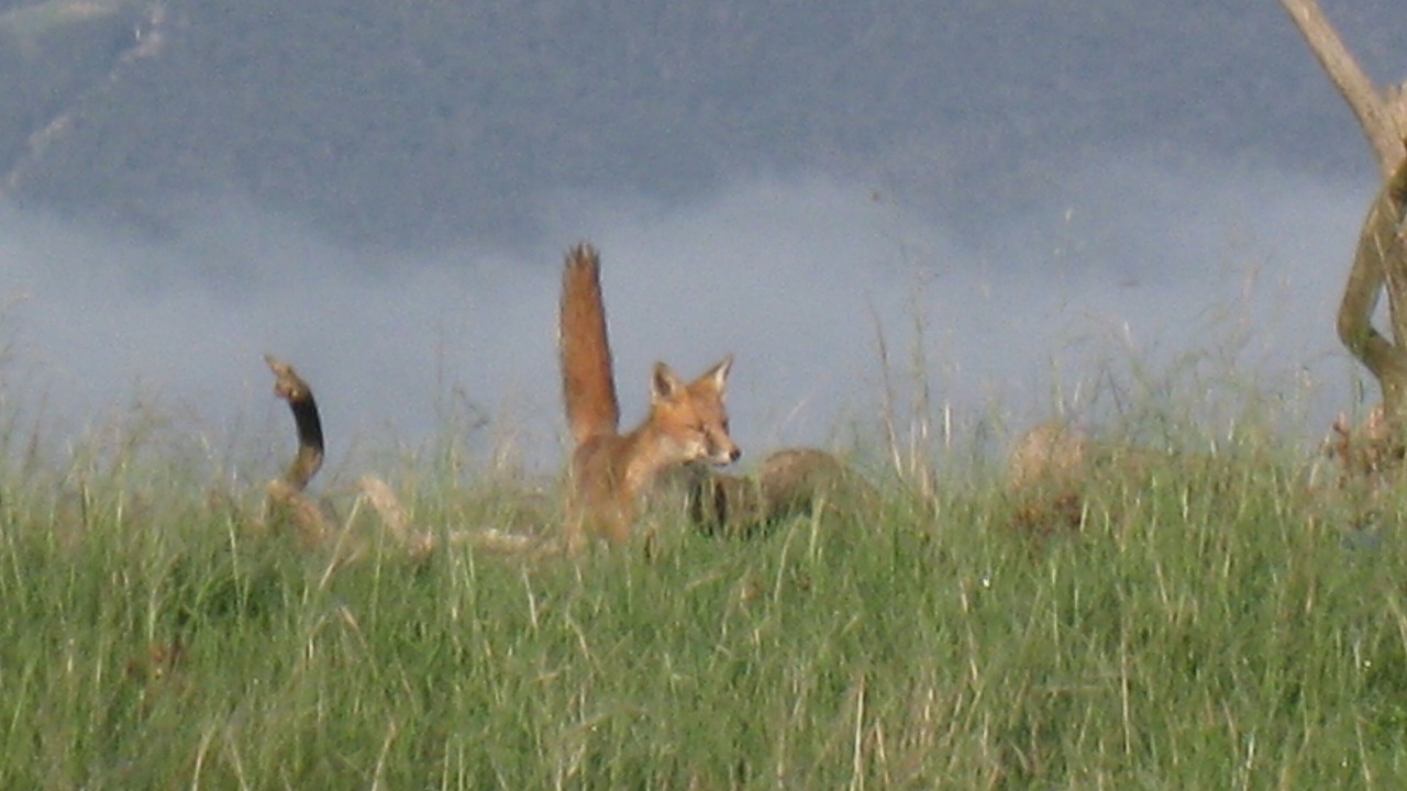 Photo of Outdoor in Tirrannaville