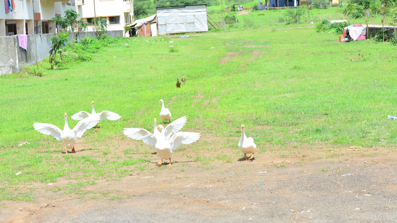 Photo of Outdoor in Trimbak