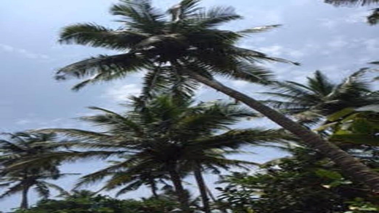 Photo of Outdoor in Anjuna