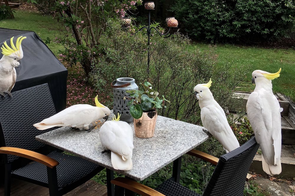 Photo of Patio Balcony in Katoomba