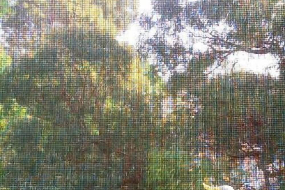 Photo of Others in Balmain