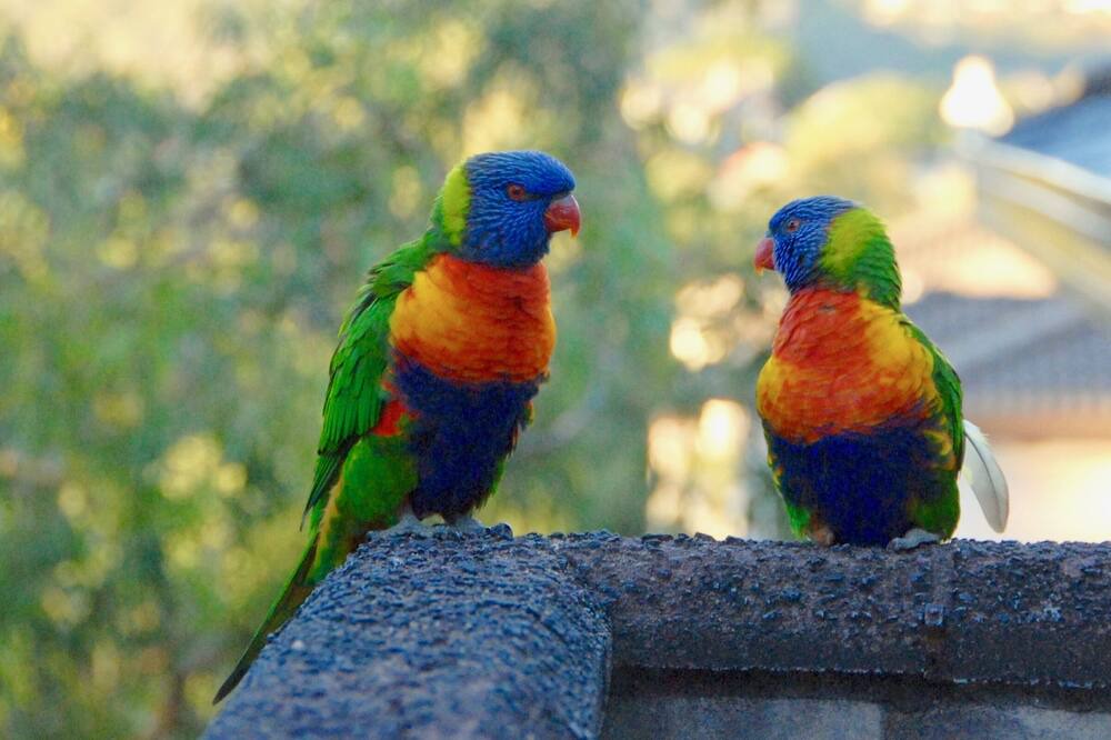 Photo of Others in Balmain