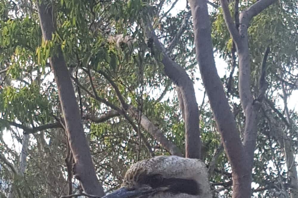 Photo of Outdoor in Dangar Island