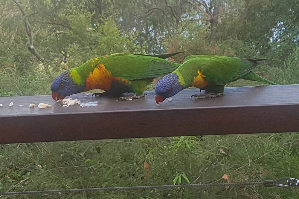 Photo of Others in Dangar Island