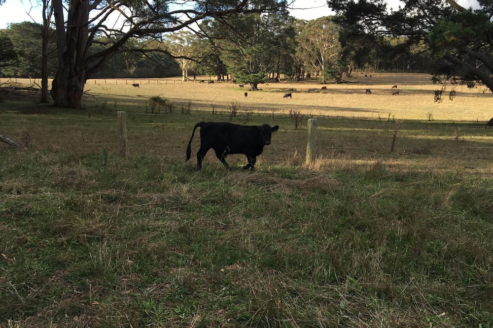 Photo of Outdoor in Fitzroy Falls
