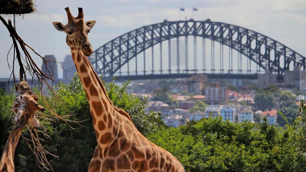 Photo of Outdoor in Potts Point