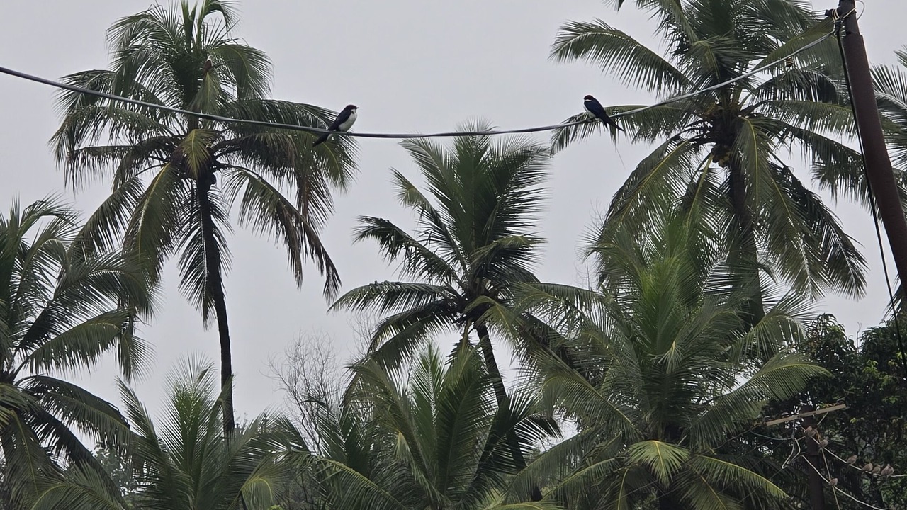 Photo of Outdoor in Mhsala
