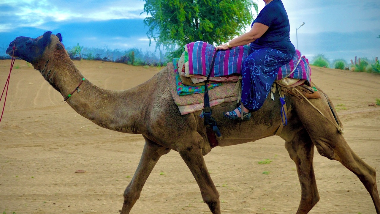 Photo of Others in Bikaner