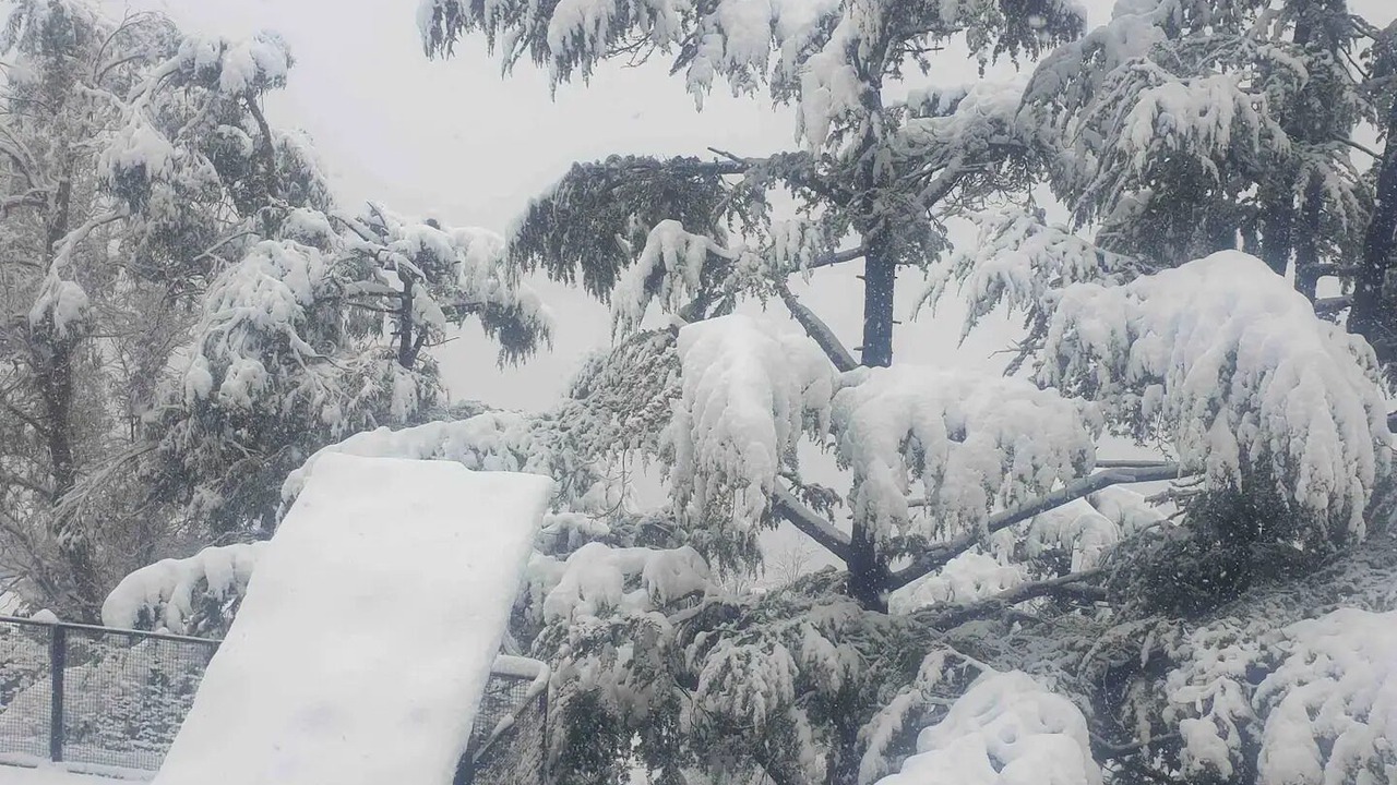 Photo of Others in Shimla