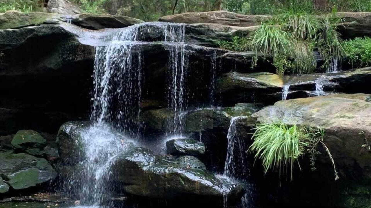 Photo of Others in Telopea