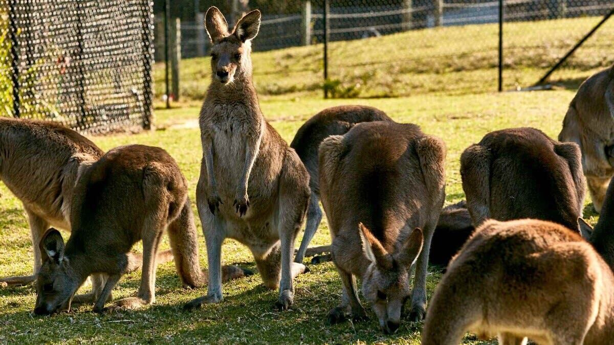 Photo of Others in Wollongong CBD
