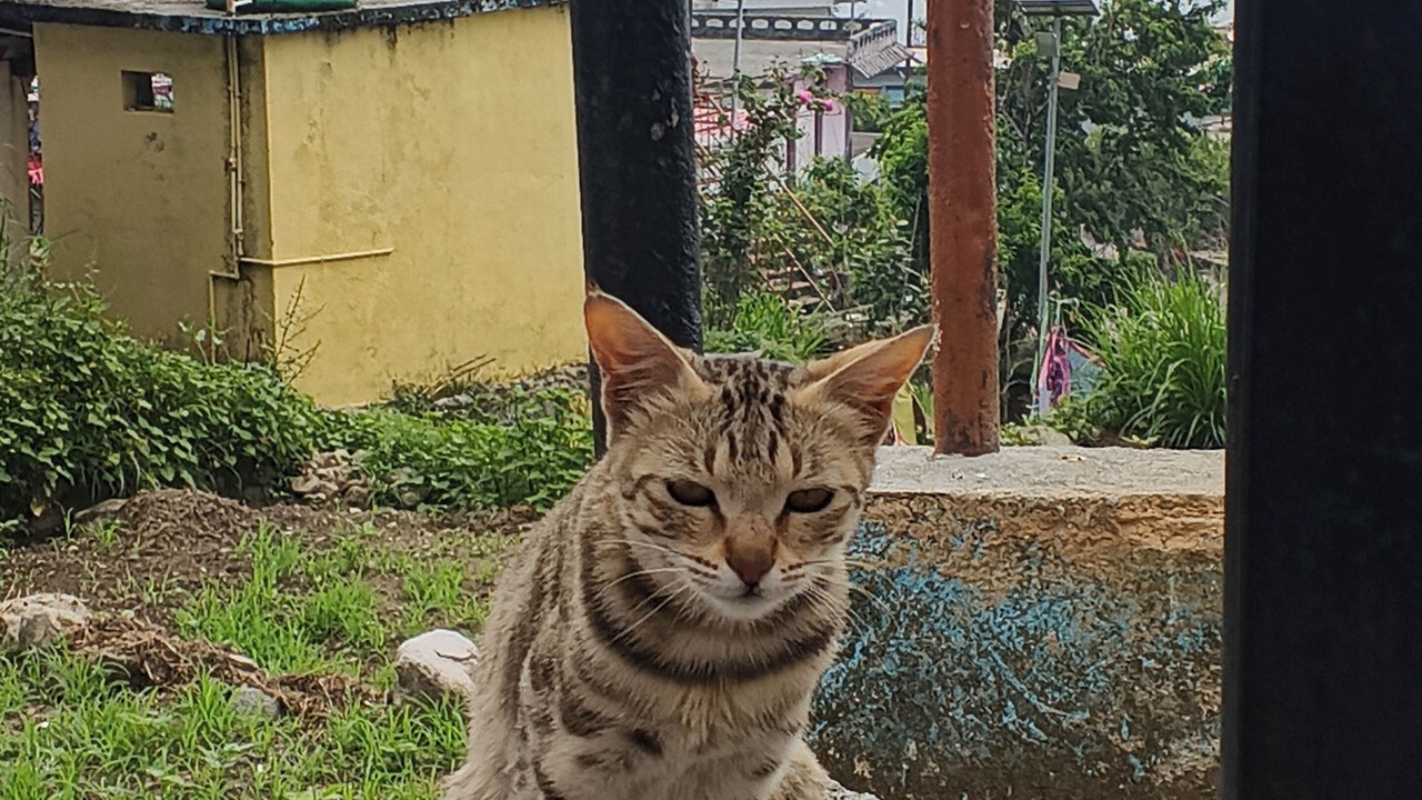 Photo of Outdoor in Ukhimath