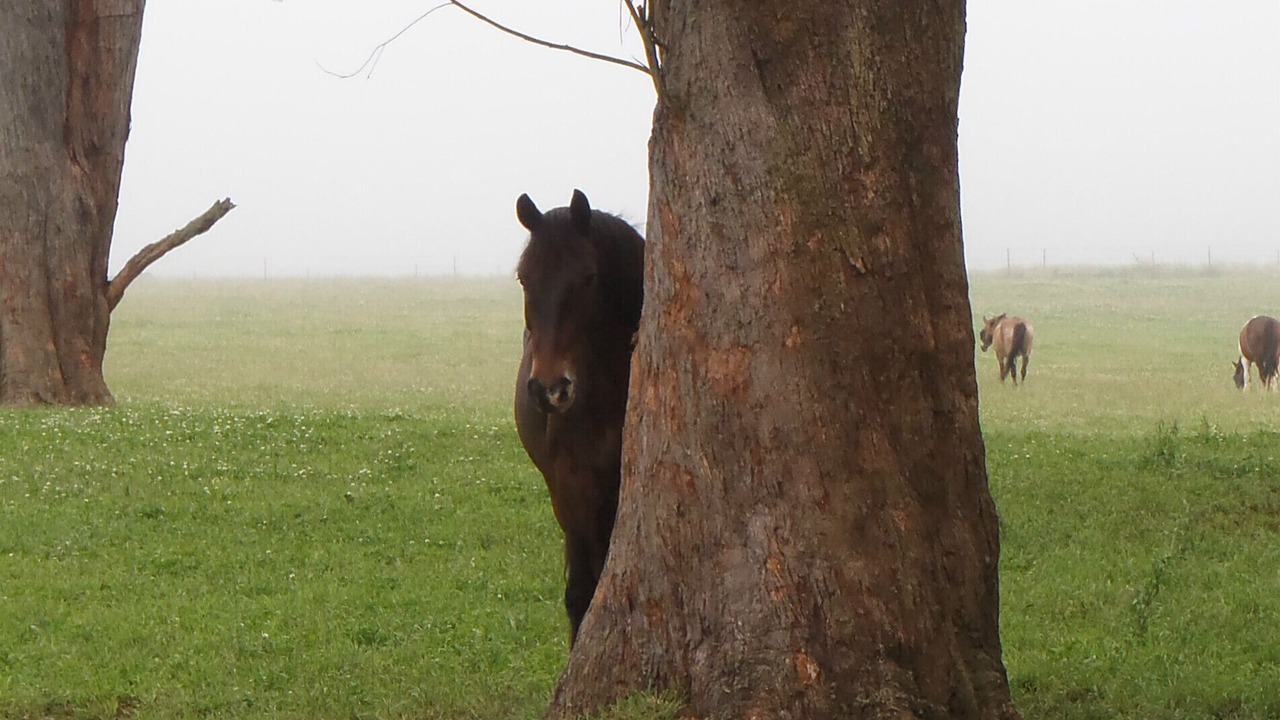 Photo of Outdoor in Moss Vale