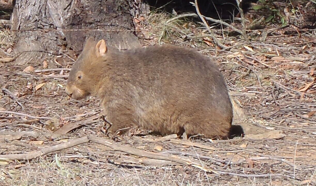 Photo of Others in Moss Vale
