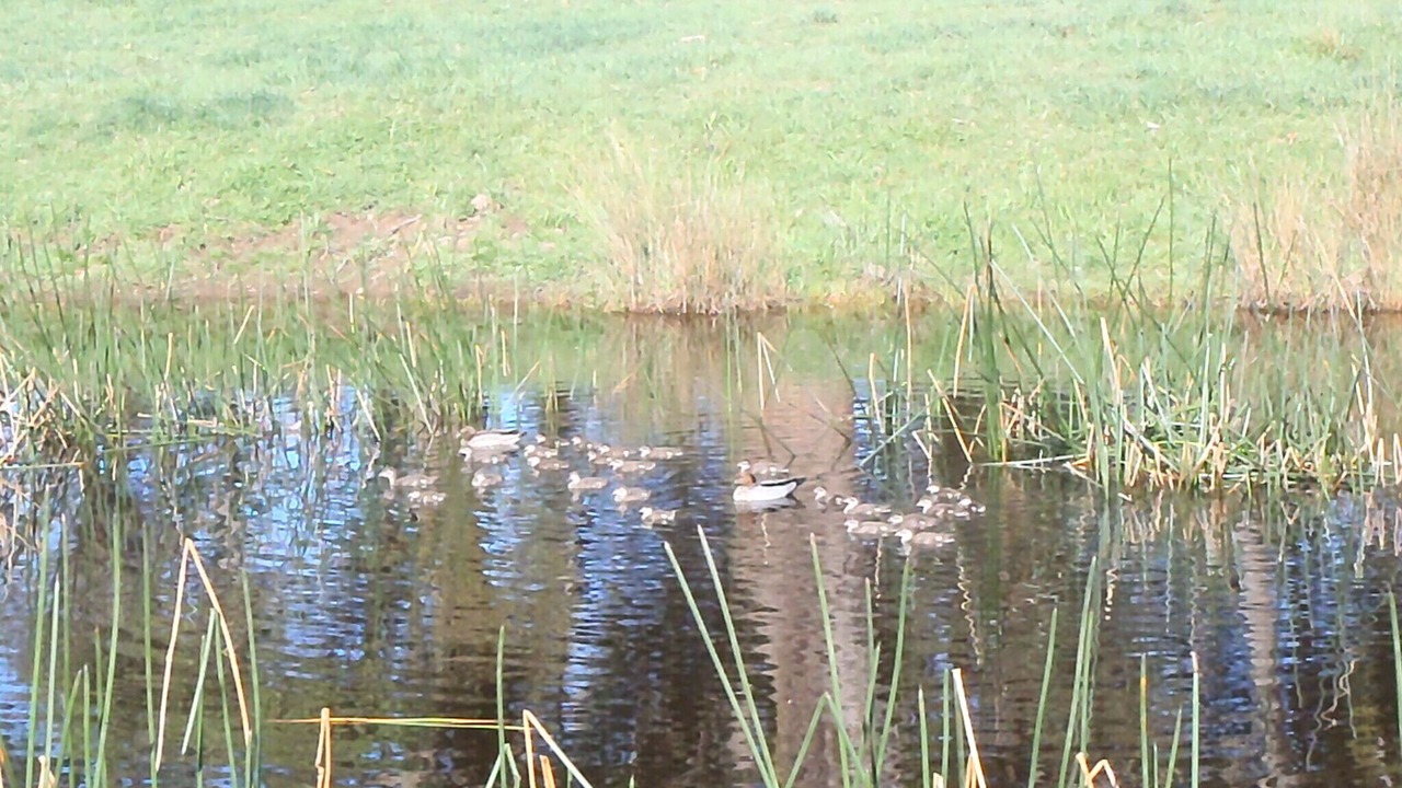 Photo of Others in Moss Vale